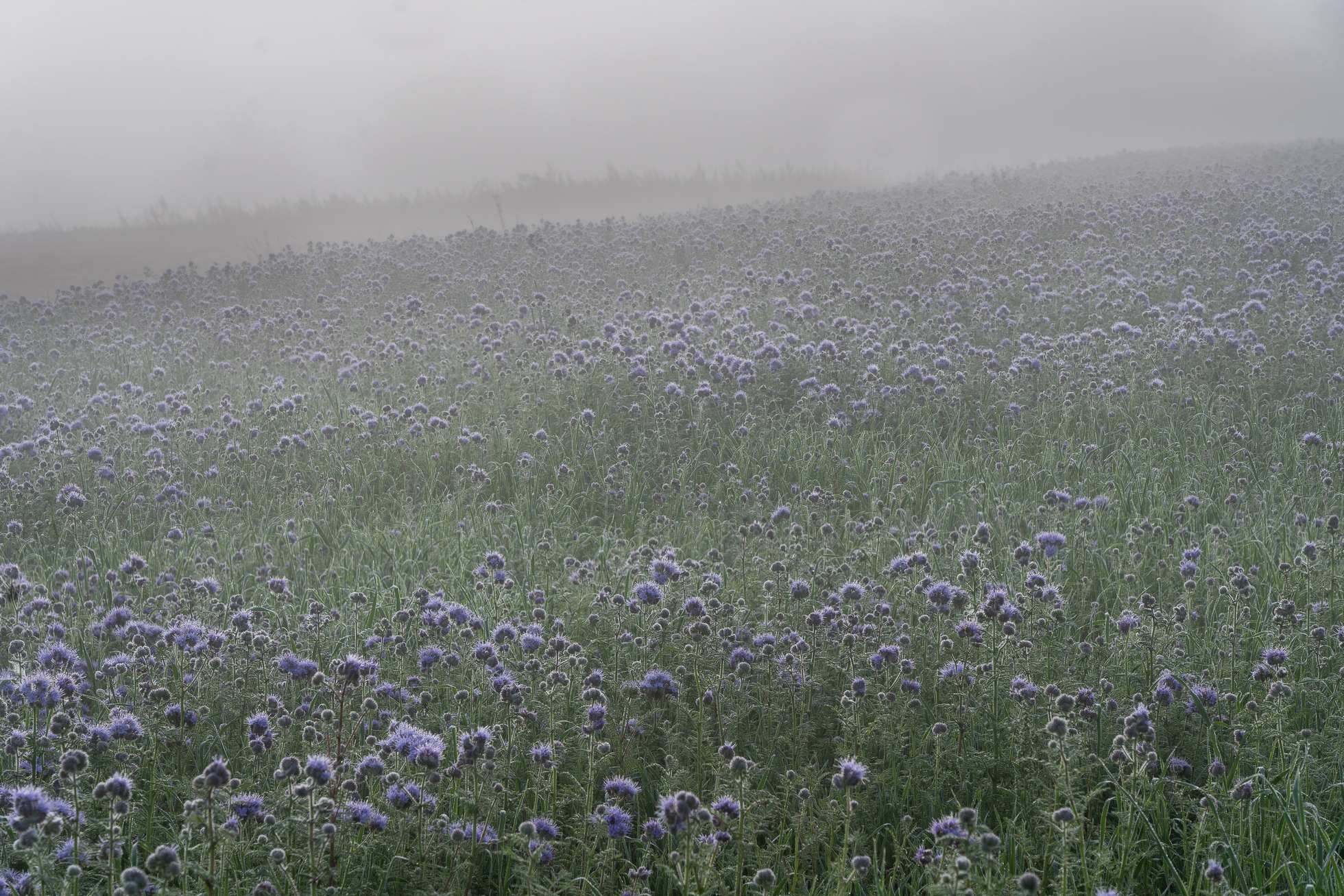 2511-Phacelia